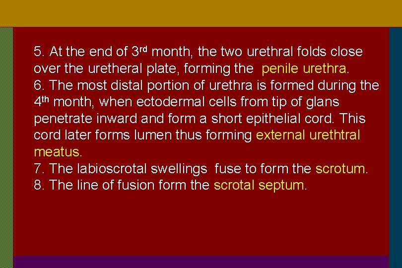 5. At the end of 3 rd month, the two urethral folds close over