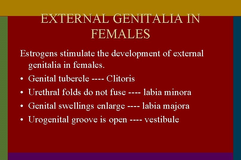 EXTERNAL GENITALIA IN FEMALES Estrogens stimulate the development of external genitalia in females. •