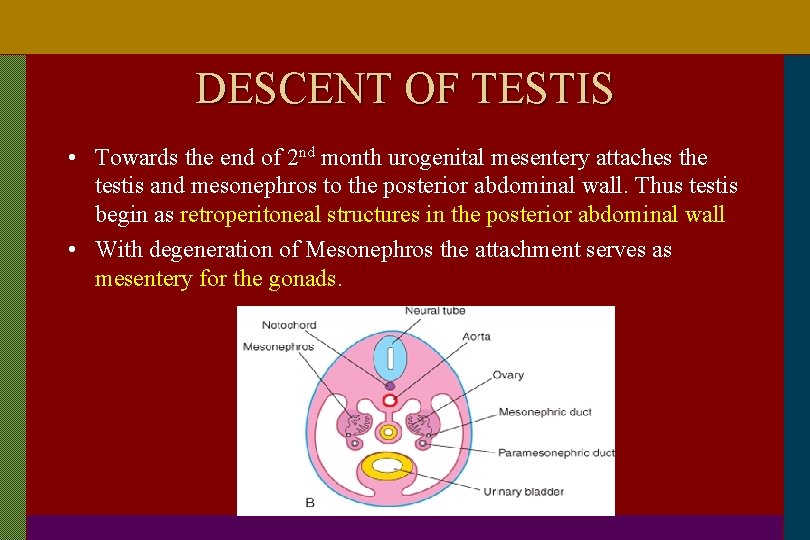 DESCENT OF TESTIS • Towards the end of 2 nd month urogenital mesentery attaches