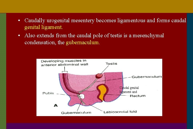  • Caudally urogenital mesentery becomes ligamentous and forms caudal genital ligament. • Also