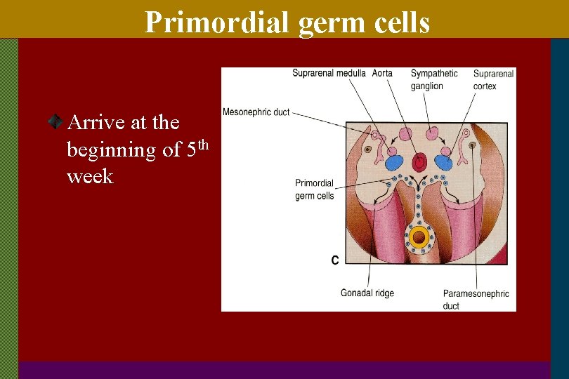 Primordial germ cells Arrive at the beginning of 5 th week 