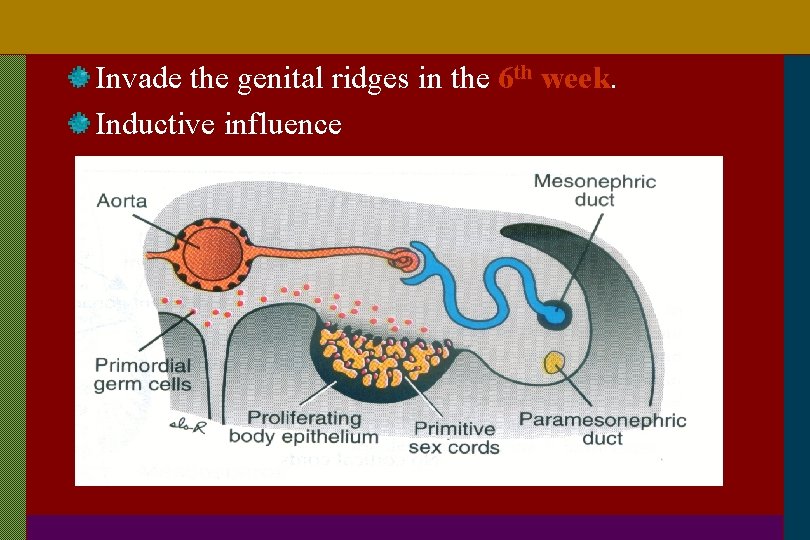 Invade the genital ridges in the 6 th week. Inductive influence 