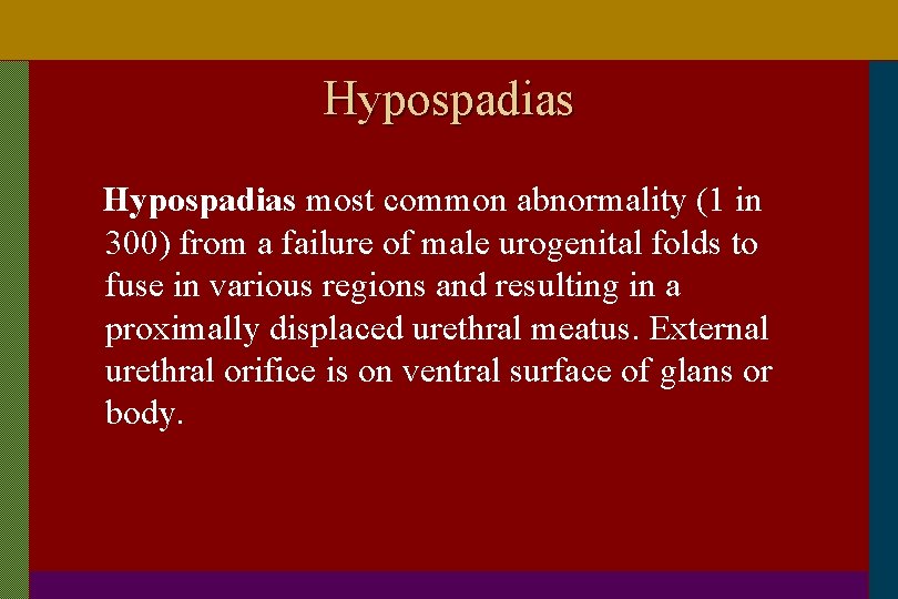 Hypospadias most common abnormality (1 in 300) from a failure of male urogenital folds