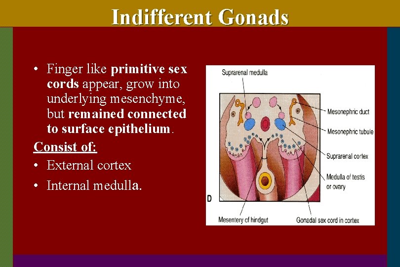 Indifferent Gonads • Finger like primitive sex cords appear, grow into underlying mesenchyme, but