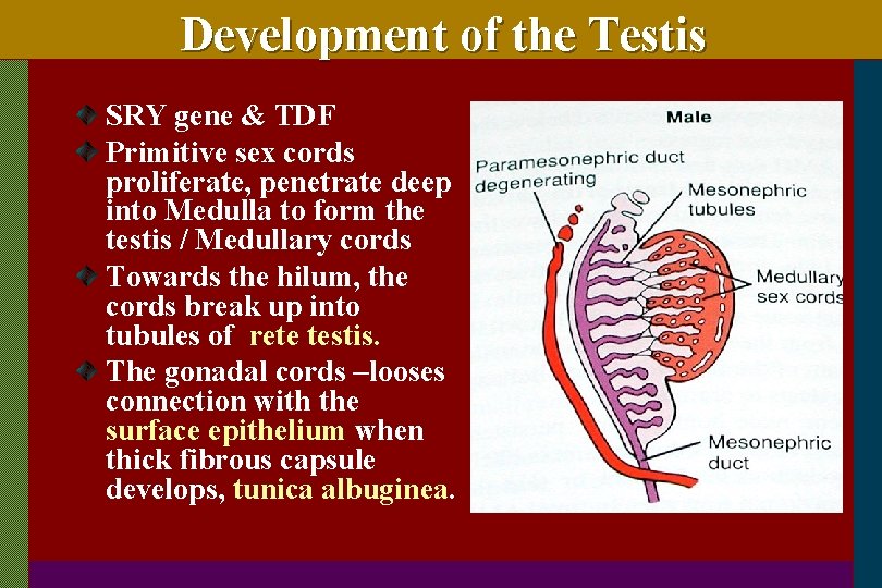 Development of the Testis SRY gene & TDF Primitive sex cords proliferate, penetrate deep