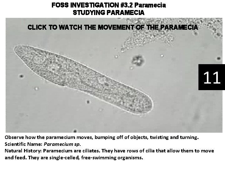 FOSS INVESTIGATION #3. 2 Paramecia STUDYING PARAMECIA CLICK TO WATCH THE MOVEMENT OF THE