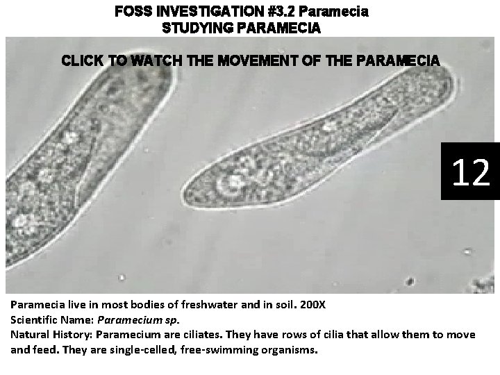 FOSS INVESTIGATION #3. 2 Paramecia STUDYING PARAMECIA CLICK TO WATCH THE MOVEMENT OF THE