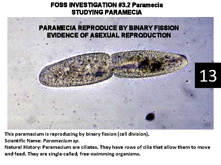 FOSS INVESTIGATION #3. 2 Paramecia STUDYING PARAMECIA REPRODUCE BY BINARY FISSION EVIDENCE OF ASEXUAL