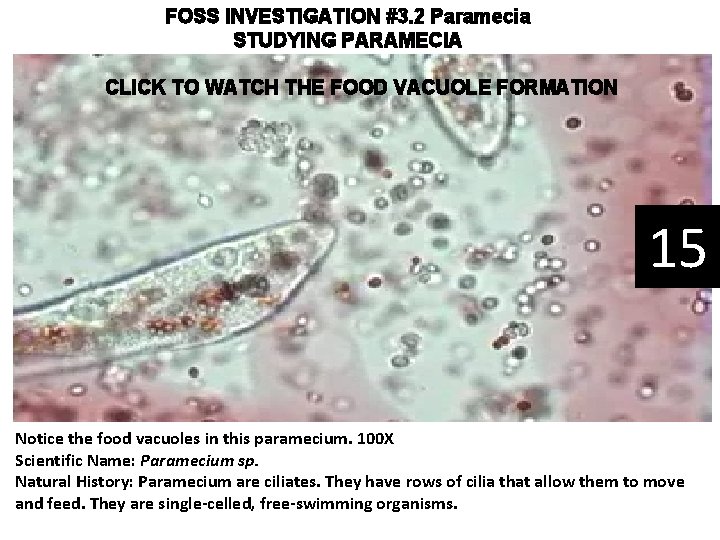 FOSS INVESTIGATION #3. 2 Paramecia STUDYING PARAMECIA CLICK TO WATCH THE FOOD VACUOLE FORMATION