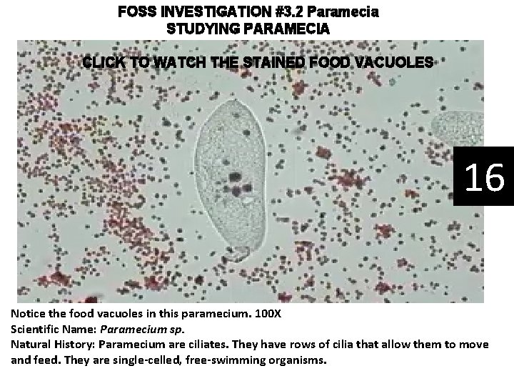 FOSS INVESTIGATION #3. 2 Paramecia STUDYING PARAMECIA CLICK TO WATCH THE STAINED FOOD VACUOLES