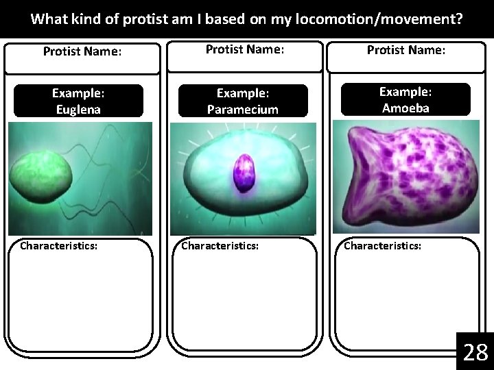 What kind of protist am I based on my locomotion/movement? Protist Name: Example: Euglena