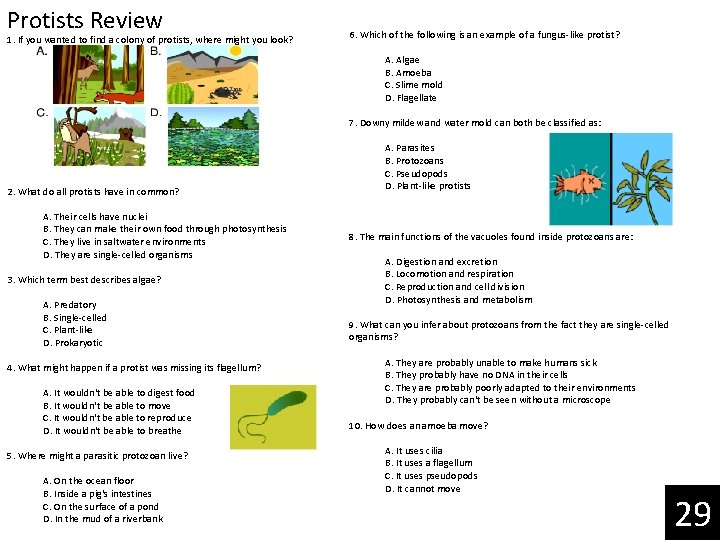 Protists Review 1. If you wanted to find a colony of protists, where might