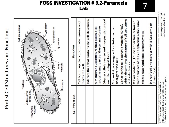 FOSS INVESTIGATION # 3. 2 -Paramecia Lab 7 