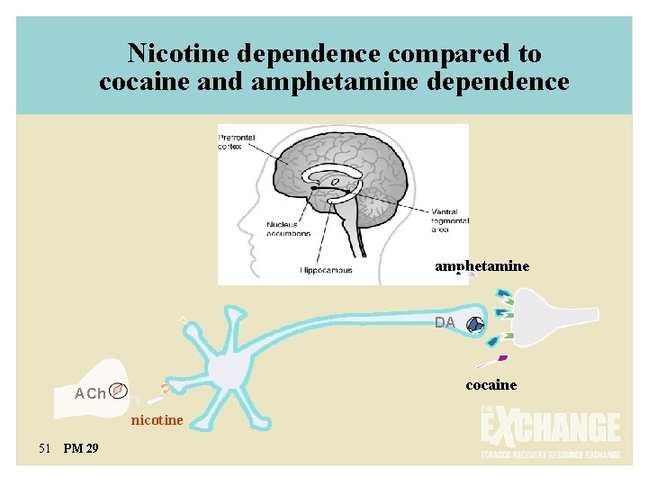 Nicotine dependence compared to cocaine and amphetamine dependence amphetamine DA cocaine ACh nicotine 51