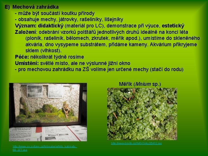 E) Mechová zahrádka - může být součástí koutku přírody - obsahuje mechy, játrovky, rašeliníky,