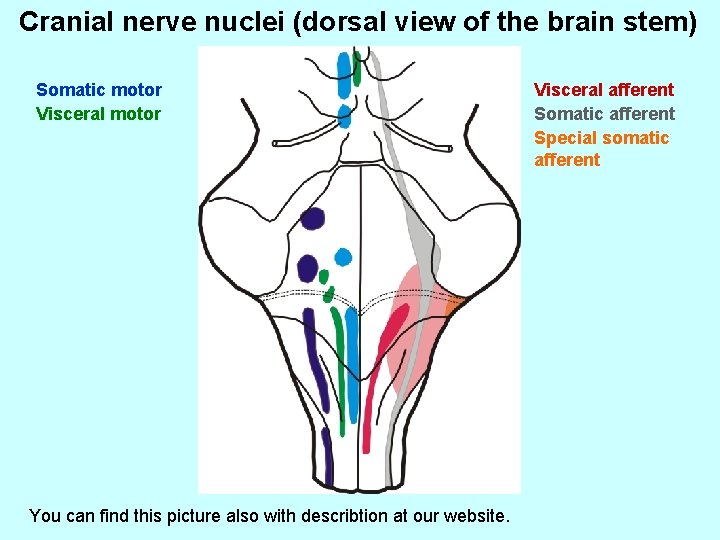 Cranial nerve nuclei (dorsal view of the brain stem) Somatic motor Visceral motor You