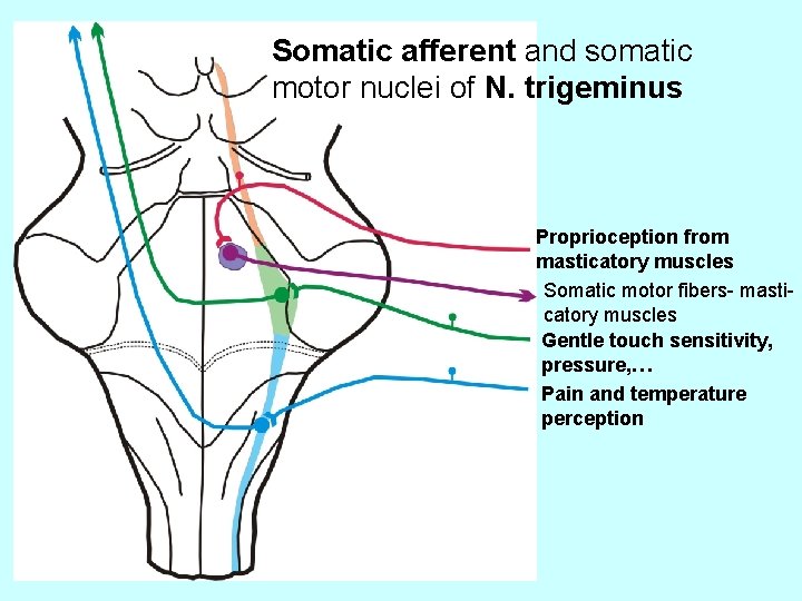Somatic afferent and somatic motor nuclei of N. trigeminus Proprioception from masticatory muscles Somatic