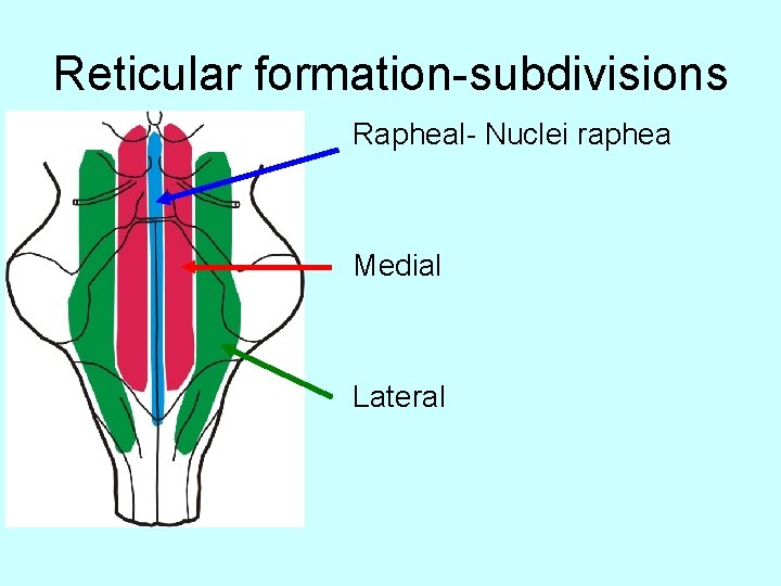 Reticular formation-subdivisions • OBR Rapheal- Nuclei raphea Medial Lateral 