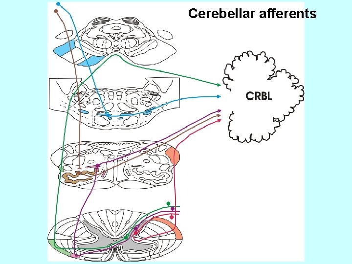Cerebellar afferents 
