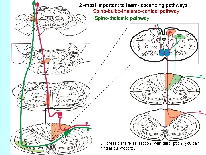 2 -most important to learn- ascending pathways Spino-bulbo-thalamo-cortical pathway Spino-thalamic pathway All these transversal