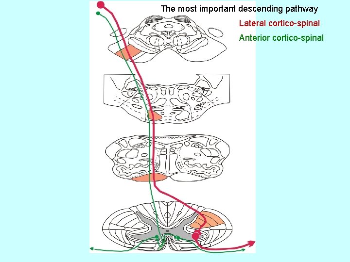 The most important descending pathway Lateral cortico-spinal Anterior cortico-spinal 