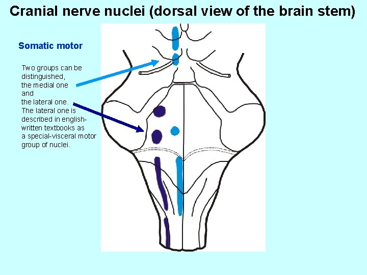 Cranial nerve nuclei (dorsal view of the brain stem) Somatic motor Two groups can