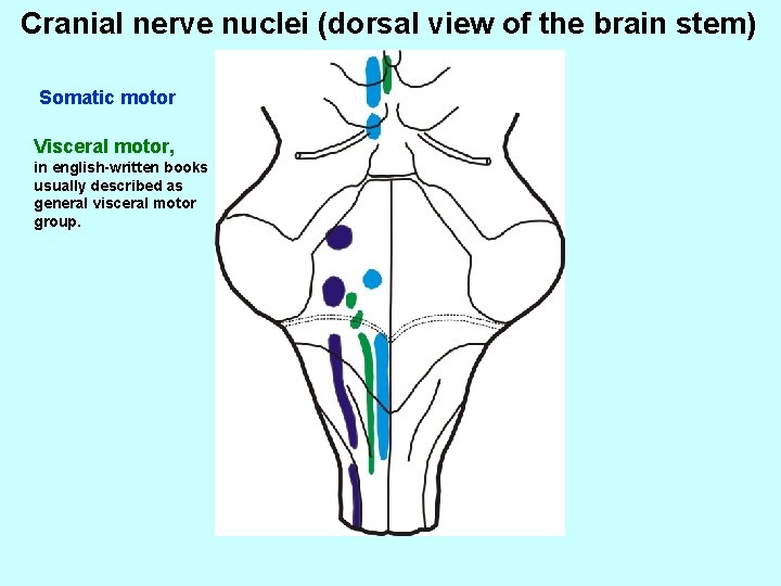 Cranial nerve nuclei (dorsal view of the brain stem) Somatic motor Visceral motor, in