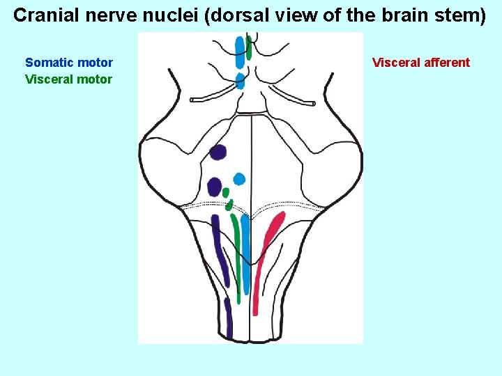 Cranial nerve nuclei (dorsal view of the brain stem) Somatic motor Visceral afferent 