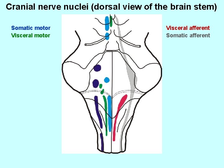 Cranial nerve nuclei (dorsal view of the brain stem) Somatic motor Visceral afferent Somatic