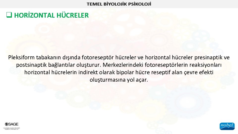 q HORİZONTAL HÜCRELER Pleksiform tabakanın dışında fotoreseptör hücreler ve horizontal hücreler presinaptik ve postsinaptik