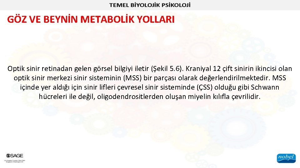 GÖZ VE BEYNİN METABOLİK YOLLARI Optik sinir retinadan gelen görsel bilgiyi iletir (Şekil 5.