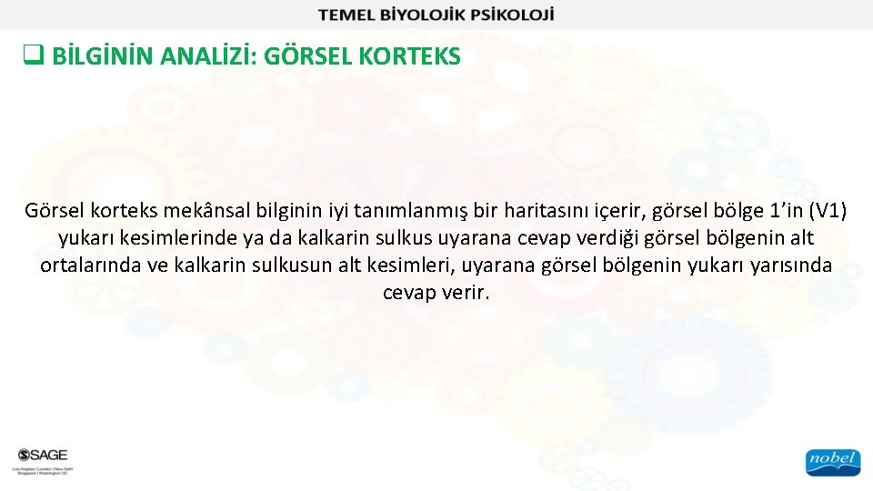 q BİLGİNİN ANALİZİ: GÖRSEL KORTEKS Görsel korteks mekânsal bilginin iyi tanımlanmış bir haritasını içerir,