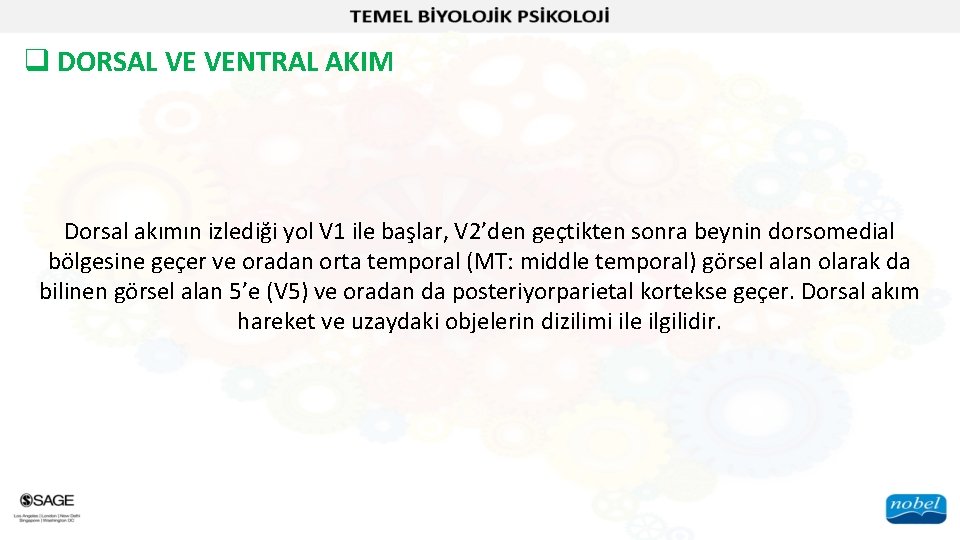 q DORSAL VE VENTRAL AKIM Dorsal akımın izlediği yol V 1 ile başlar, V