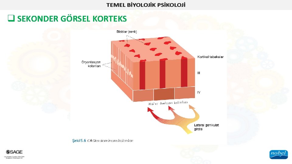 q SEKONDER GÖRSEL KORTEKS 