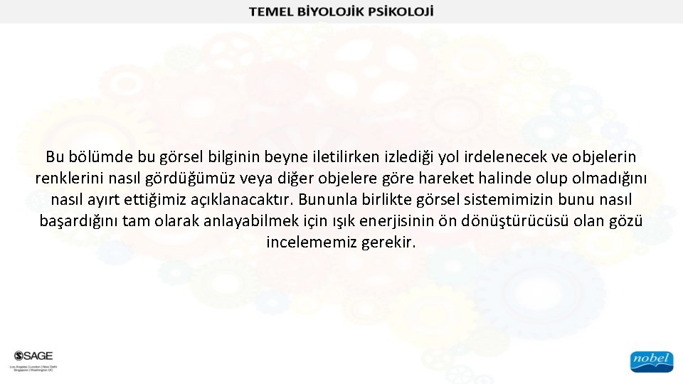 Bu bölümde bu görsel bilginin beyne iletilirken izlediği yol irdelenecek ve objelerin renklerini nasıl