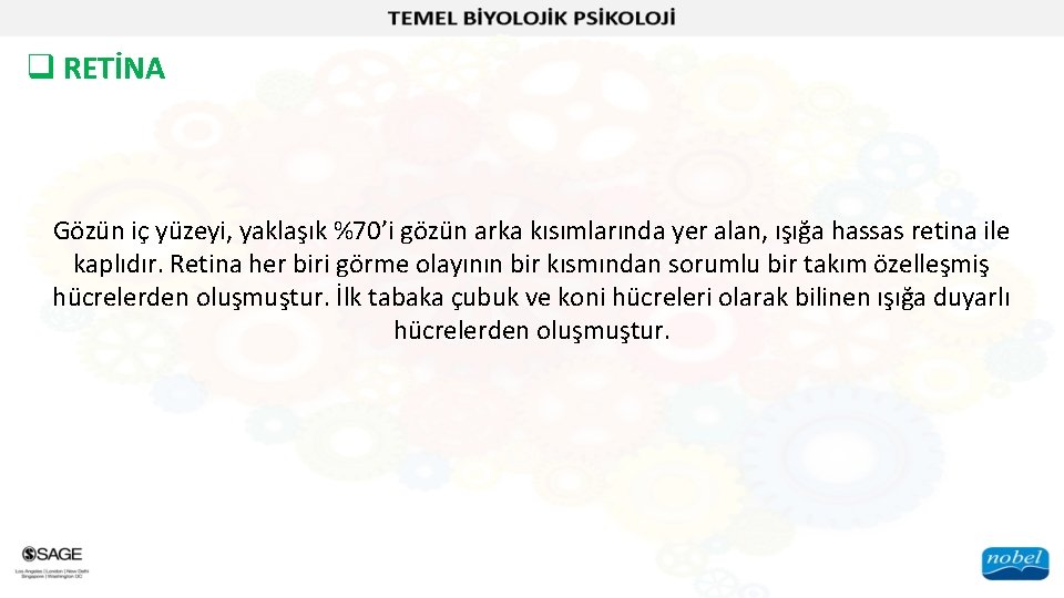 q RETİNA Gözün iç yüzeyi, yaklaşık %70’i gözün arka kısımlarında yer alan, ışığa hassas