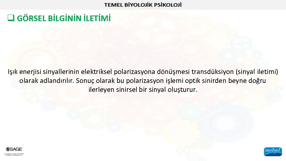 q GÖRSEL BİLGİNİN İLETİMİ Işık enerjisi sinyallerinin elektriksel polarizasyona dönüşmesi transdüksiyon (sinyal iletimi) olarak