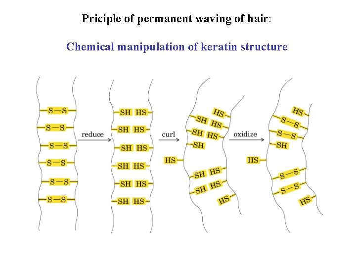 Priciple of permanent waving of hair: Chemical manipulation of keratin structure 