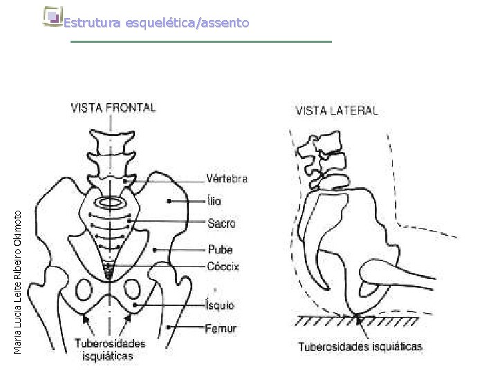 Maria Lucia Leite Ribeiro Okimoto Estrutura esquelética/assento 