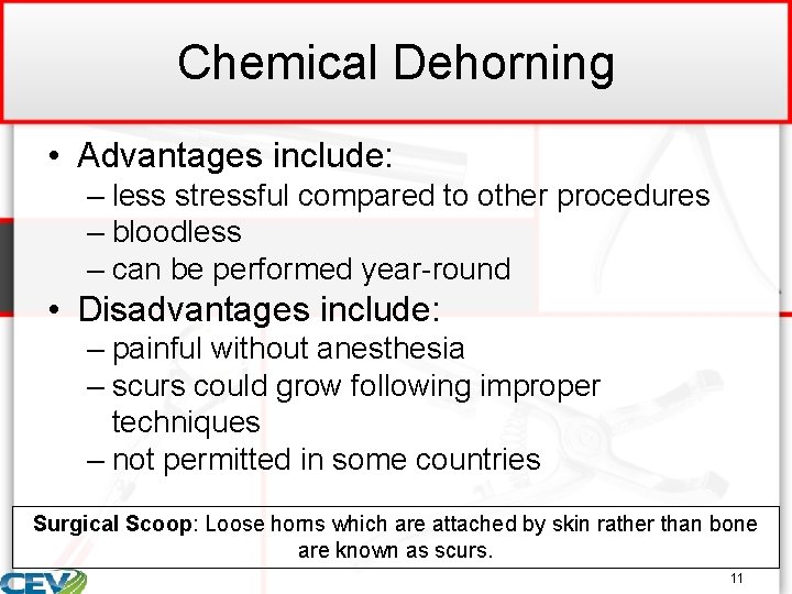 Chemical Dehorning • Advantages include: – less stressful compared to other procedures – bloodless