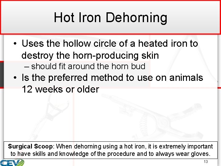 Hot Iron Dehorning • Uses the hollow circle of a heated iron to destroy