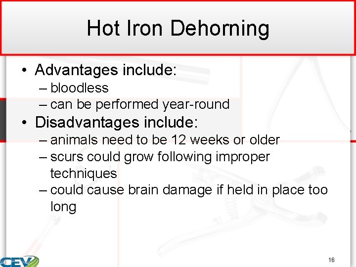 Hot Iron Dehorning • Advantages include: – bloodless – can be performed year-round •