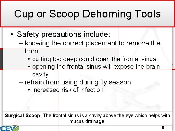 Cup or Scoop Dehorning Tools • Safety precautions include: – knowing the correct placement