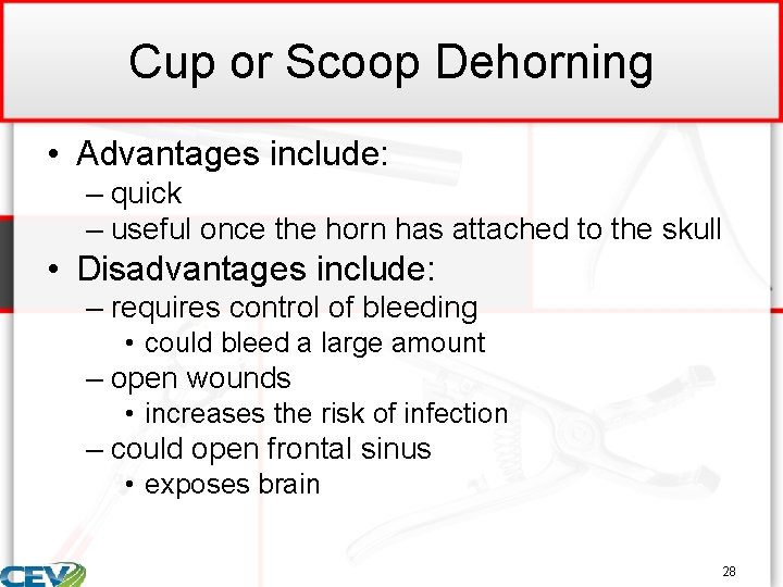 Cup or Scoop Dehorning • Advantages include: – quick – useful once the horn