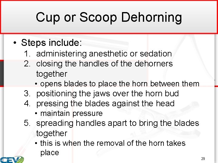 Cup or Scoop Dehorning • Steps include: 1. administering anesthetic or sedation 2. closing