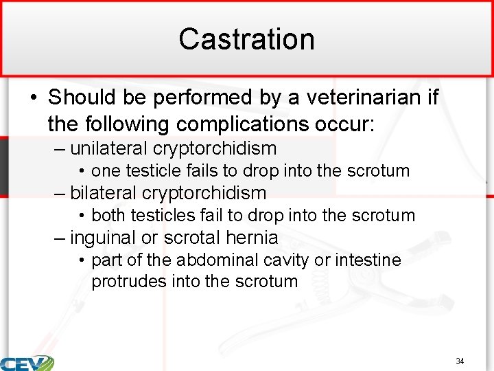 Castration • Should be performed by a veterinarian if the following complications occur: –