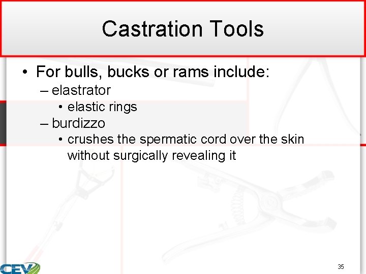 Castration Tools • For bulls, bucks or rams include: – elastrator • elastic rings