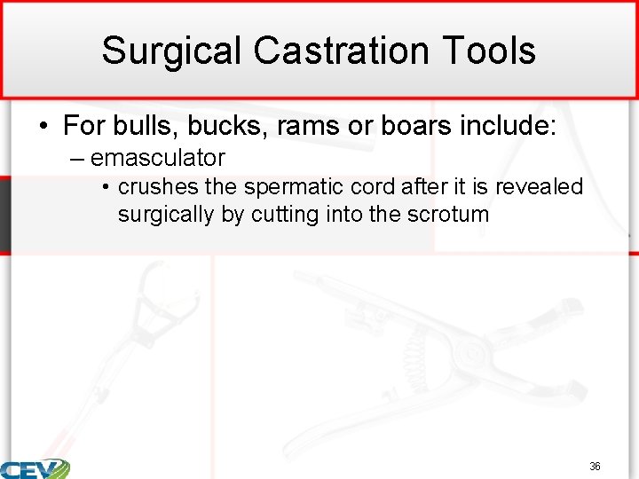 Surgical Castration Tools • For bulls, bucks, rams or boars include: – emasculator •