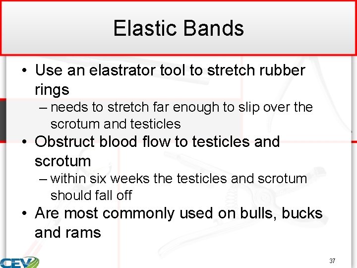 Elastic Bands • Use an elastrator tool to stretch rubber rings – needs to