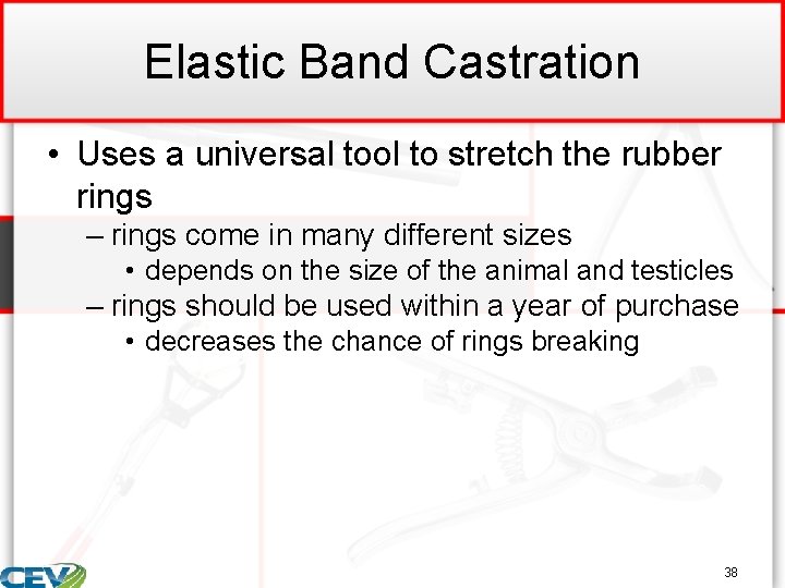 Elastic Band Castration • Uses a universal tool to stretch the rubber rings –